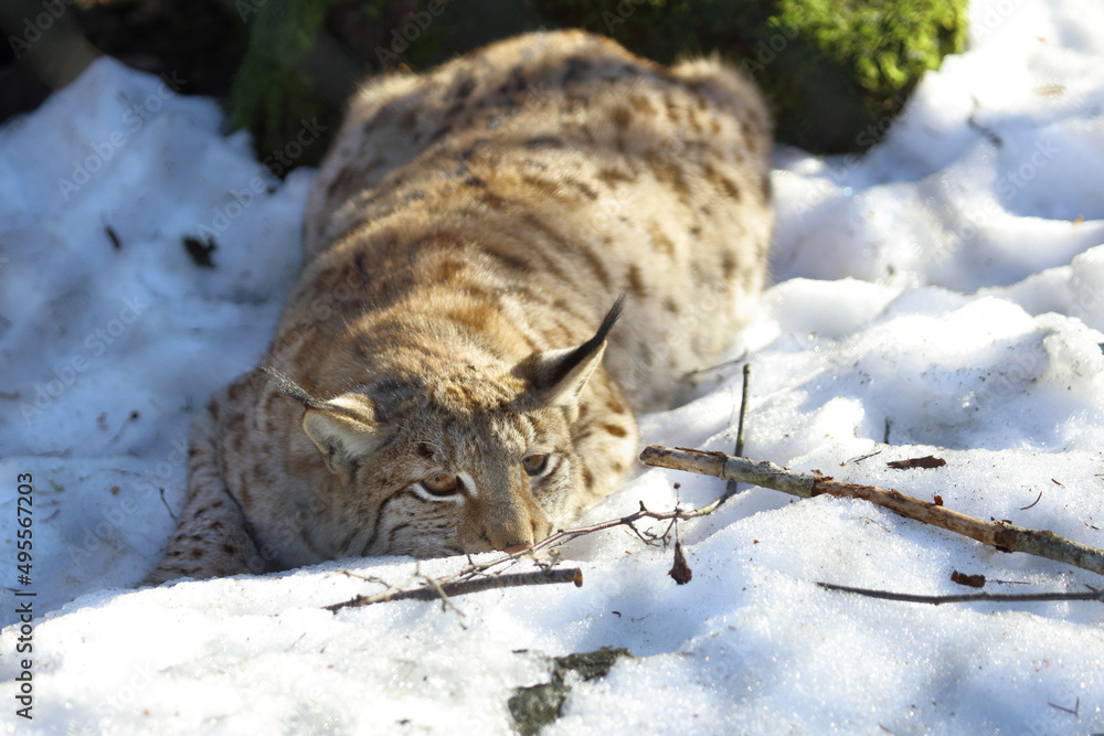 Eurasischer Luchs / Eurasian lynx / Lynx lynx Eurasischer Luchs / Eurasian lynx / Lynx lynx