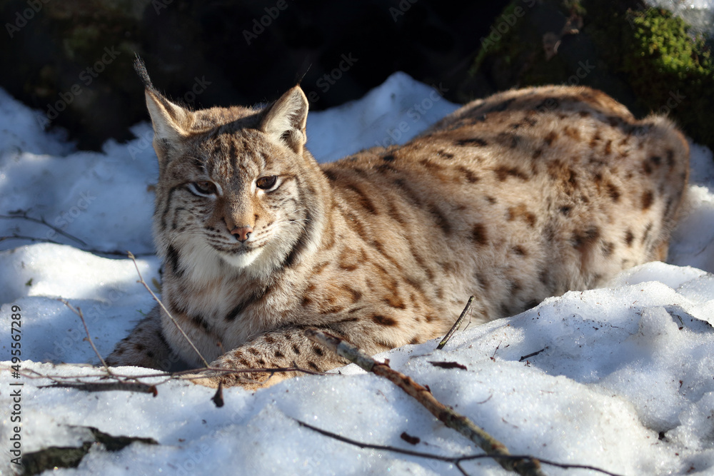 Obraz premium Eurasischer Luchs / Eurasian lynx / Lynx lynx