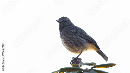 Tableau sur toile Pied bushchat female close up shot, glowing underneath the feathers