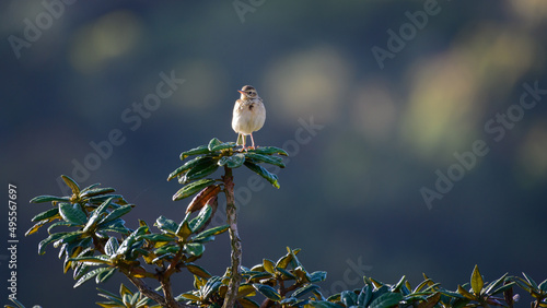 Paddyfield pipid bird front view, sitting on top of an azalea tree. photo