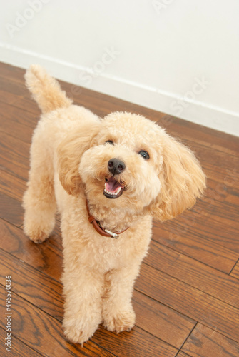 笑顔のトイプードル