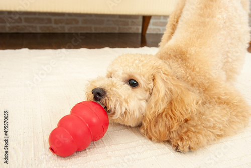コングで遊ぶトイプードル