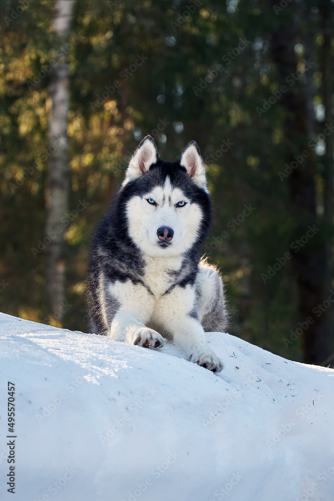 Cute siberian husky dog in sunny winter forest. Cute siberian husky dog in sunny winter forest.