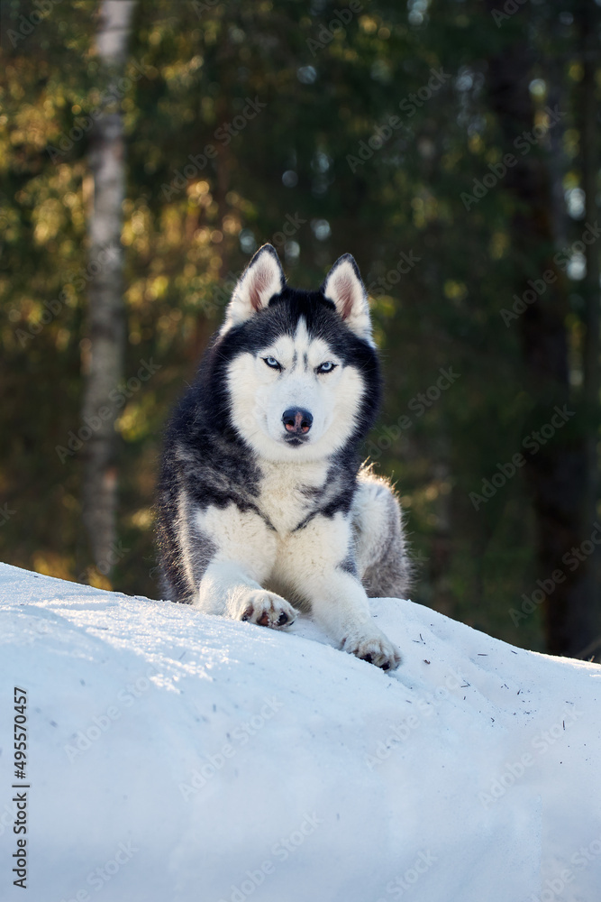 Cute siberian husky dog in sunny winter forest.