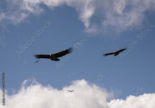 Fauna. Closeup view of a family of condors, Vultur gryphus, flying across the sky. 