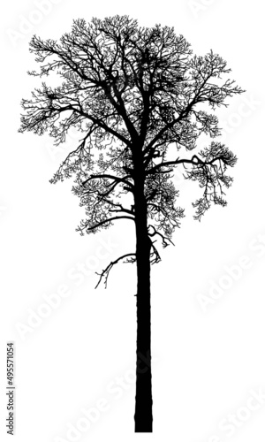 Silhouette of a tree on a white background. Realistic black and white illustration of a pine tree.