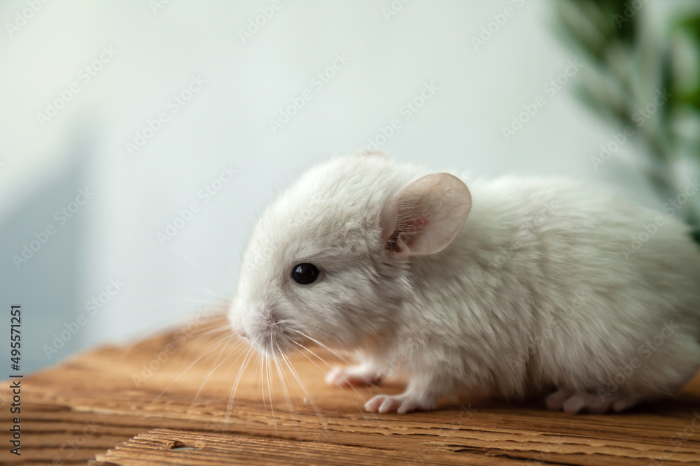 Obraz premium Our little white chinchilla looks ahead, portrait