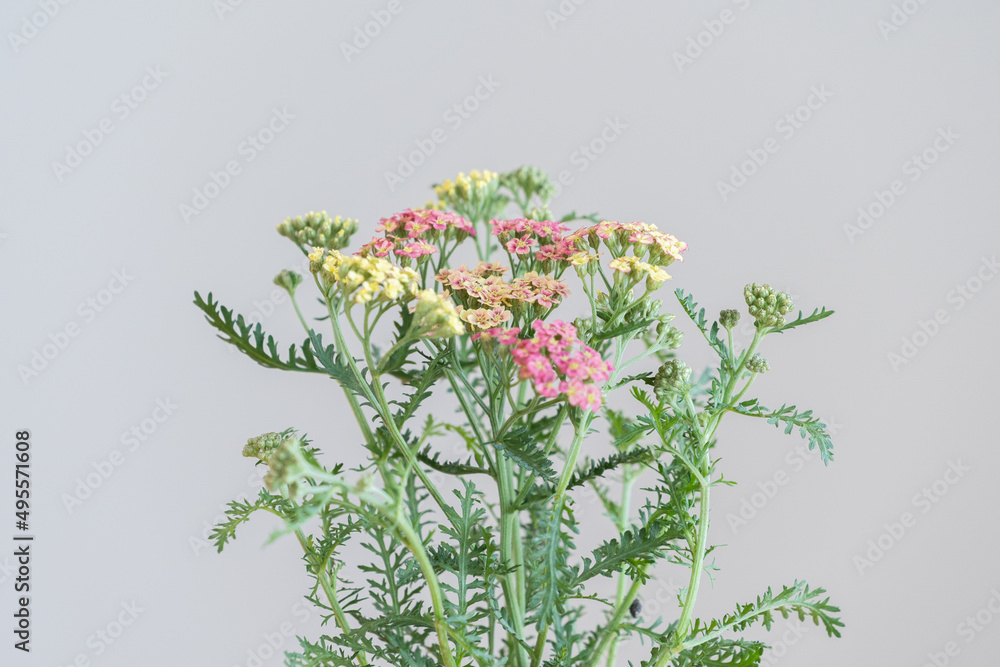 Obraz premium アキレア・ガーデニング・園芸・花・植物・ポット