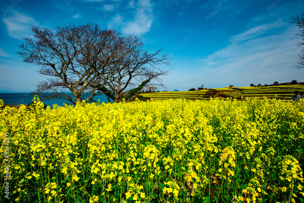 Obraz premium 長崎鼻の菜の花
