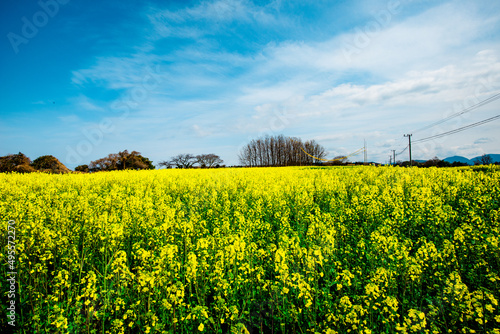 長崎鼻の菜の花