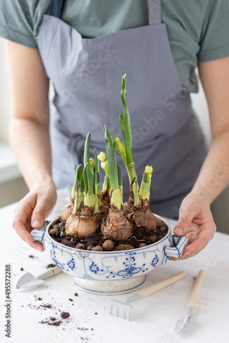 Young woman in the apron plants bulbs of narcissus in a vintage soup pot. Spring time. Concept of home garden, flowers, domestic life. Lifestyle