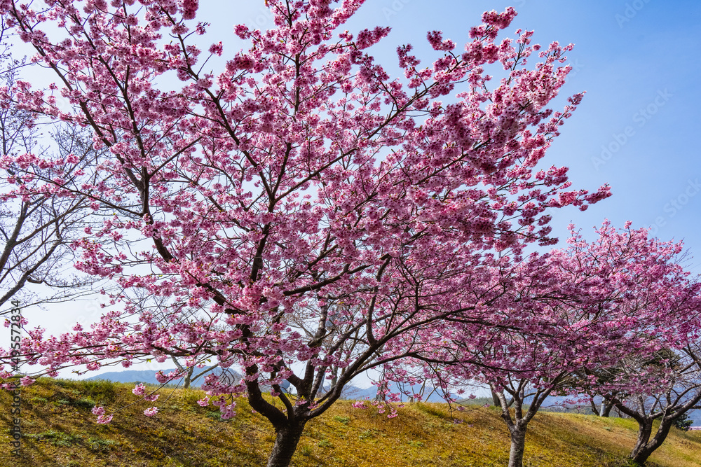 桜つつみ公園の陽光 桜つつみ公園の陽光