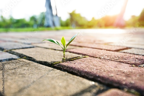 фотографія Small plant growing on cracked street