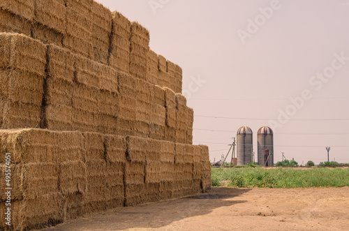 Haystack in front of two cylindrical silos on a farm. Stack of Rectangular Bales of dry straw in the open air. Agribusiness.