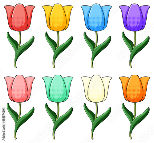 Set of coloful tulip flowers