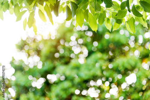 Fresh and green leaves background