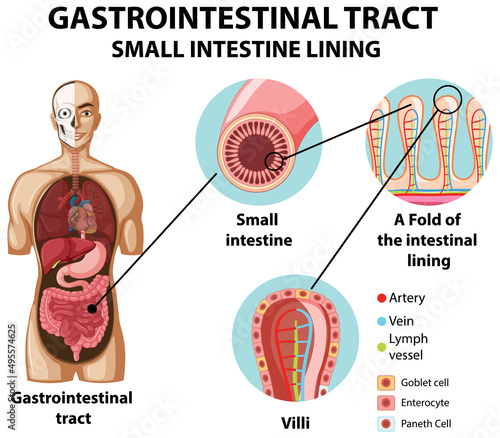 Diagram showing gastrointestinal tract