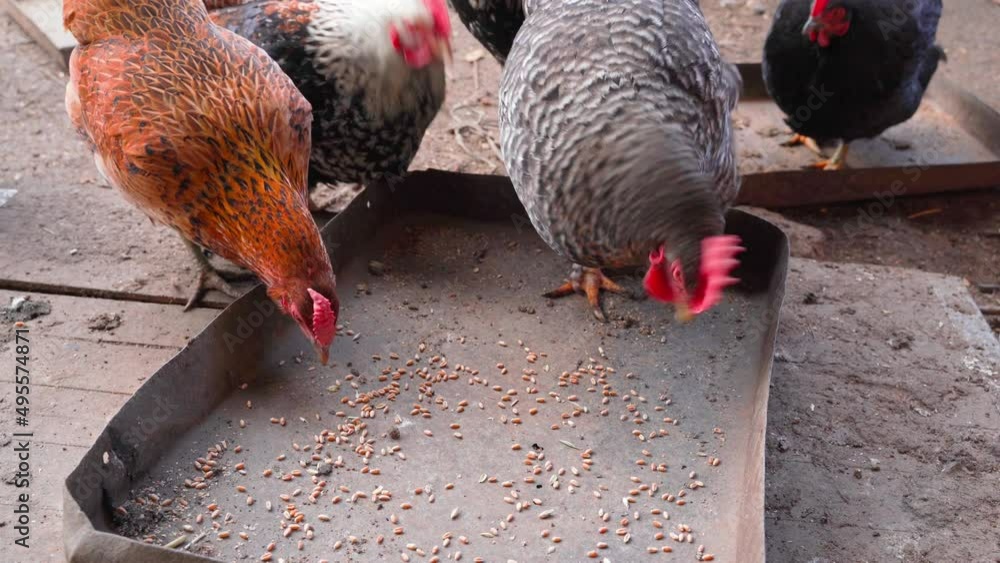 Domestic chickens eat wheat from a feeder closeup Stock ビデオ Adobe Stock