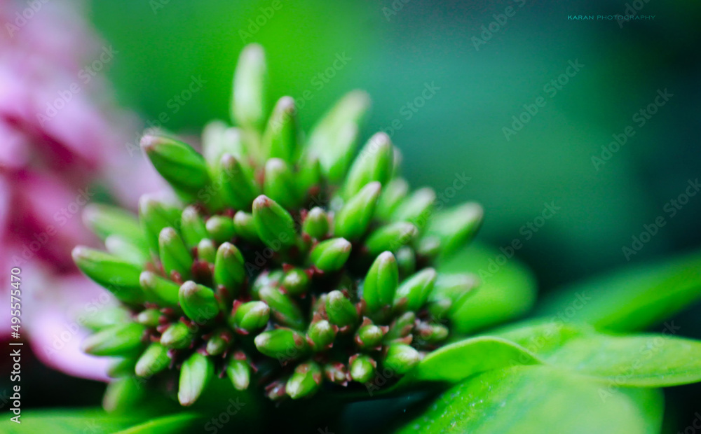 Fototapeta premium close up of a flower