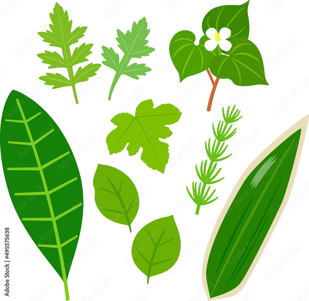 野草茶 薬草のイラストセット Stock Vector Adobe Stock 野草茶 薬草のイラストセット Stock Vector Adobe Stock