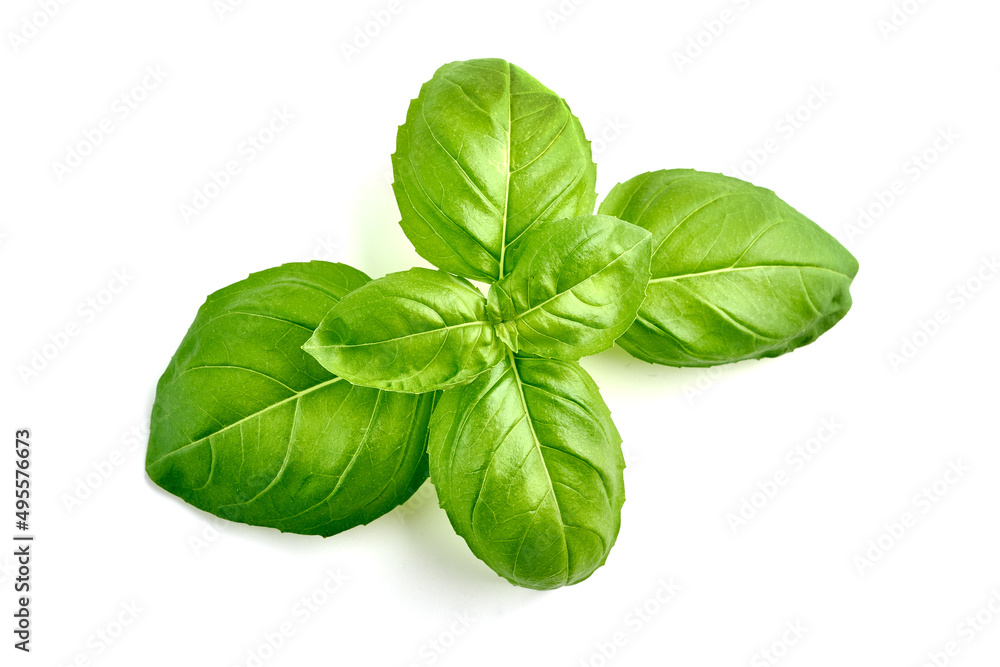 Organic basil leaves, isolated on white background. Organic basil leaves, isolated on white background.