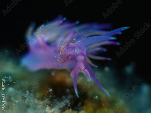 nudibranch flabellina nudi branch nudybranch underwater slug ocean scenery