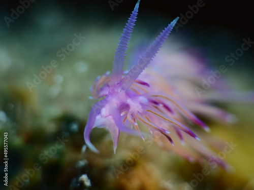 nudibranch flabellina nudi branch nudybranch  underwater slug ocean scenery © underocean
