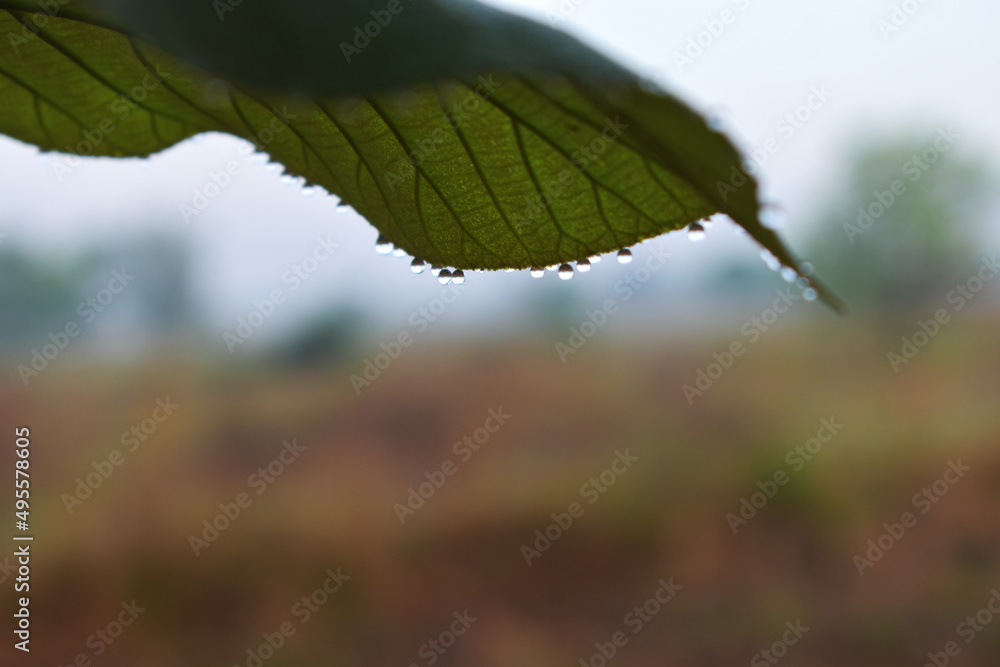 Fototapeta premium leaf on a tree