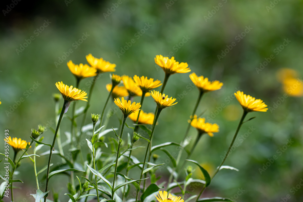 Buphthalmum salicifolium flower in mountains, close up shoot Buphthalmum salicifolium flower in mountains, close up shoot