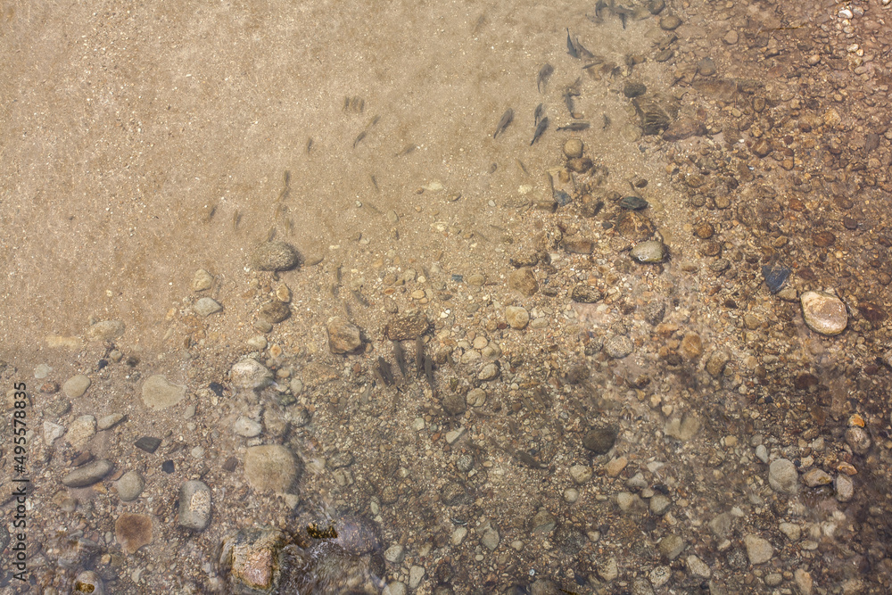 Stone on the beach or river