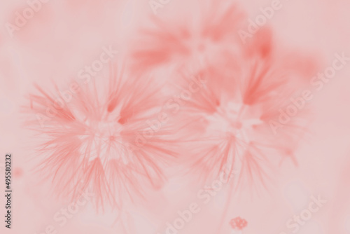 pink flower background