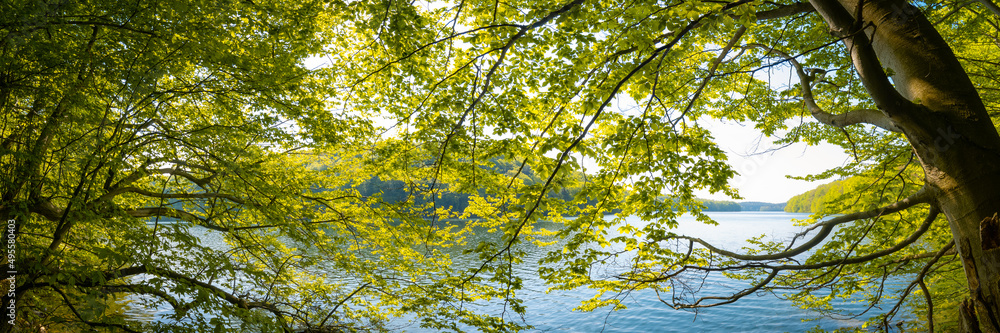 Bäume und Wald am See im Frühling - Panorama Bäume und Wald am See im Frühling - Panorama