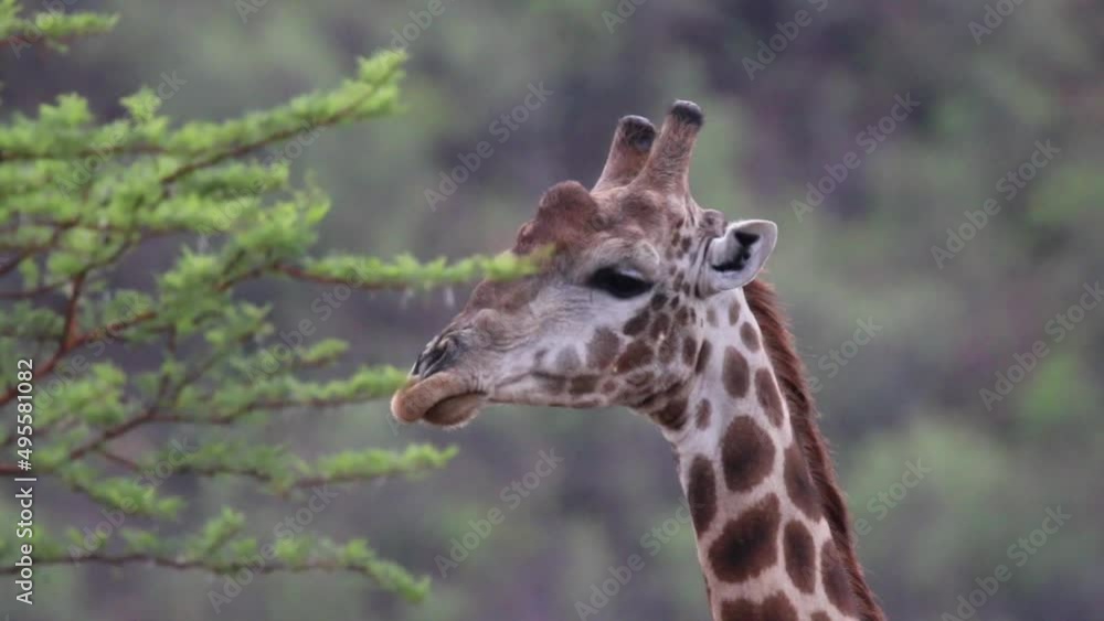 Close up of Giraffe chewing leaves then looks straight at camera. Close up of Giraffe chewing leaves then looks straight at camera.