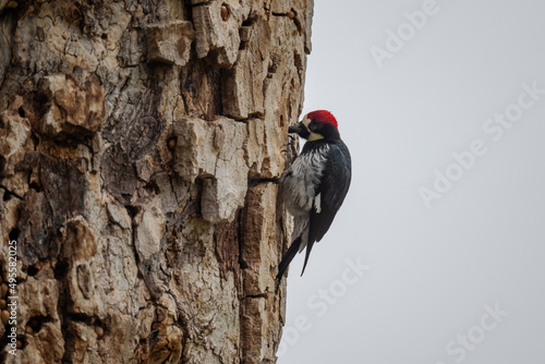 woodpecker on tree