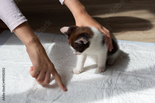 Kitty. The owner points to the diaper with his finger. The concept of toilet training. Close-up. Copyspace. High quality photo 