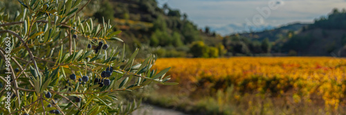 Olive tree with background autumn colored vineyards  Priorat  Tarragona  Catalonia  Spain panorama