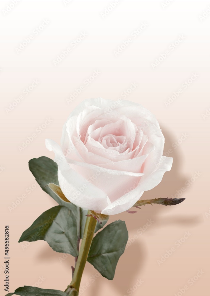 Fototapeta premium Gentle elegant rose flower with shadows. Aesthetic floral composition