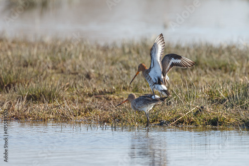 The Black tailed godwit in early morning sunlight.