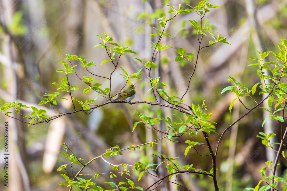 Leaf warbler singing in the springtime Leaf warbler singing in the springtime