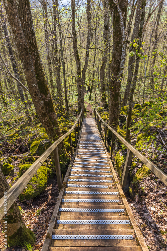 Stair at a nature trail in a budding forest