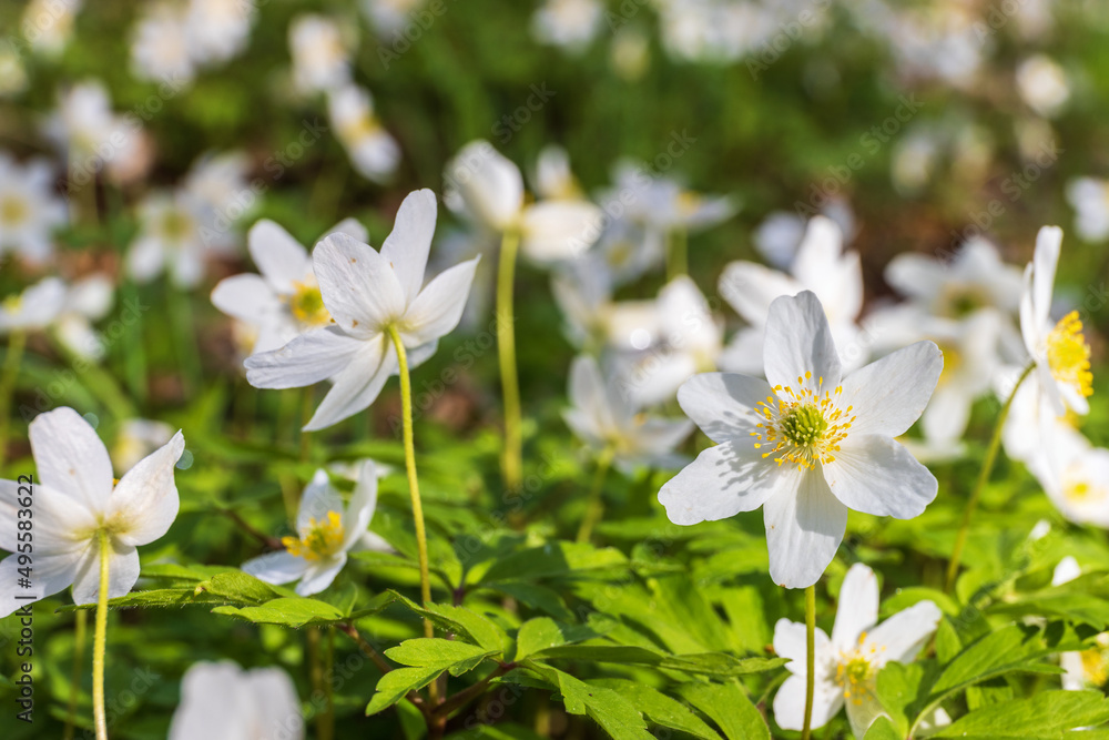 Meadow with flowering Wood anemone flowers Meadow with flowering Wood anemone flowers