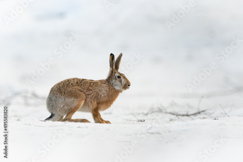 Brown hare at the snow