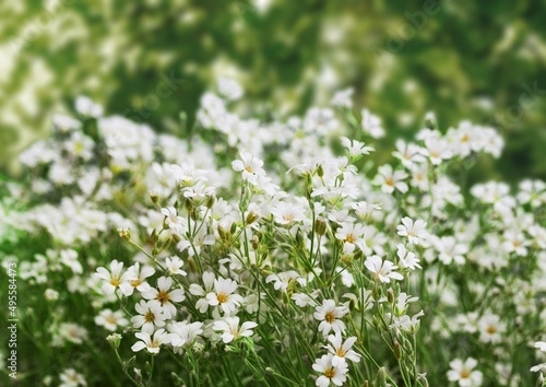 Chamomile. Chamomile recutita is considered strong tea. It was used in therapy as antimicrobial and anti-inflammatory.
