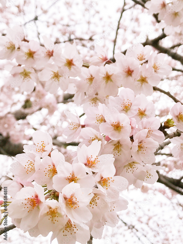 桜