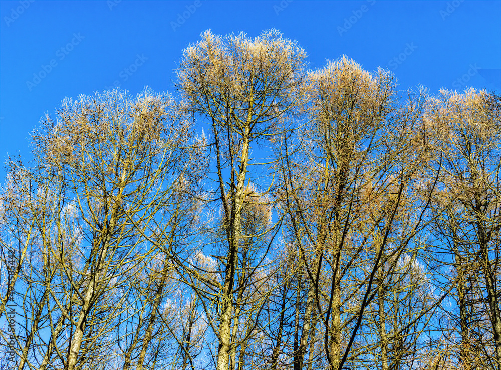 dead tree tops in the park area dead tree tops in the park area