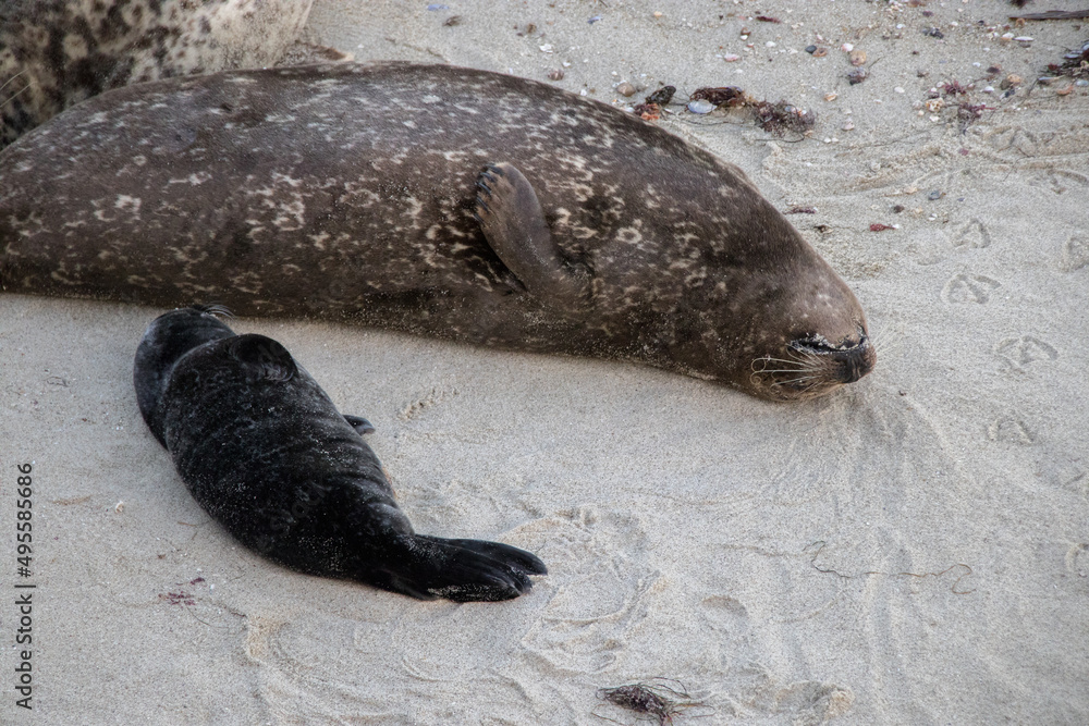 Obraz premium San Diego Sunset Strolls