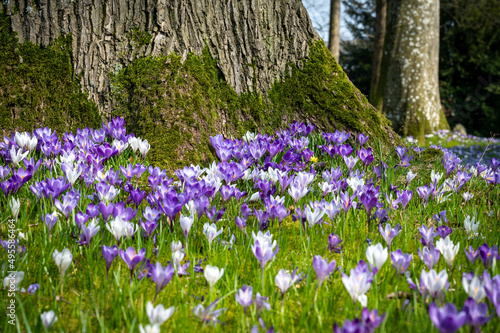 crocuses meeting a tree