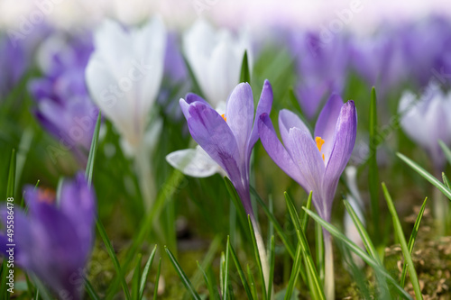 Fototapeta Naklejka Na Ścianę i Meble -  crocus close  up in spring