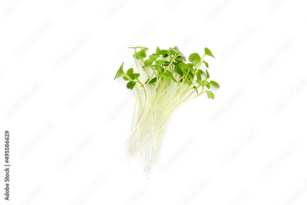 Micro greens arugula sprouts isolated on white Micro greens arugula sprouts isolated on white