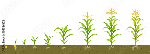 Growth cycle of corn in the soil. Seed germination, root formation, shoots with leaves and the harvesting stage.